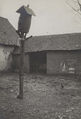 Caucourt ferme et pigeonnier 1915 2.jpg